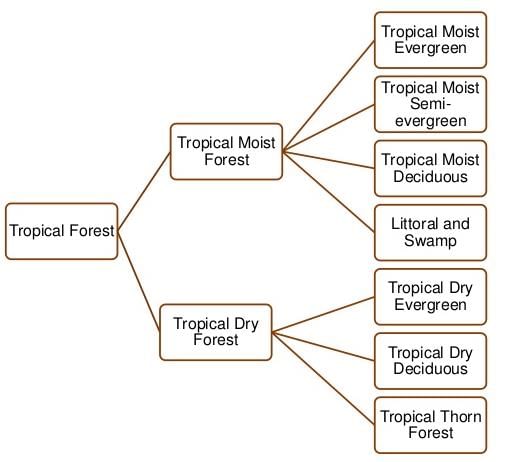 NCERT सारांश: प्राकृतिक वनस्पति - 1 | यूपीएससी सीएसई के लिए भूगोल (Geography) - UPSC