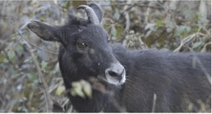 December 2020: Current Affair Environment & Ecology- 2 - BPSC (Bihar)