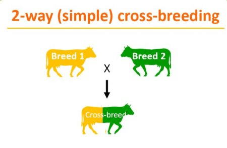 Inbreeding & Cross Breeding