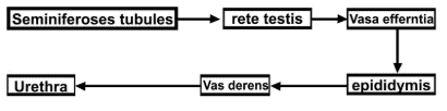 NCERT Exemplar: Human Reproduction | Biology Class 12 - NEET