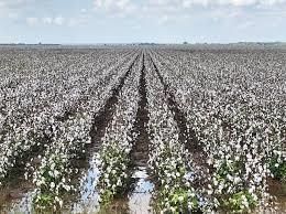 Class 10 Geography Chapter 4 Notes - Agriculture