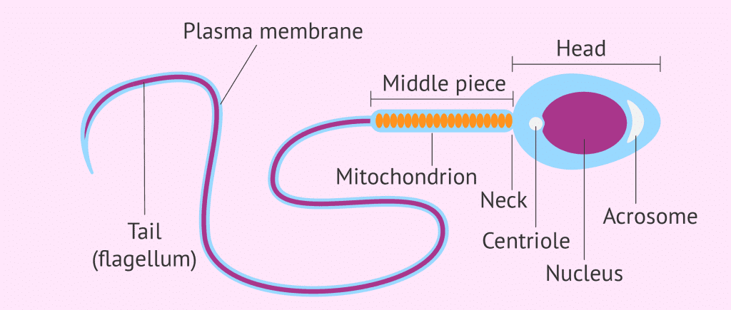 Fig: Structure of Sperm