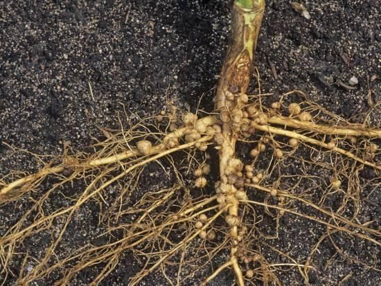 Nitrogen Fixing Bacteria (Rhizobium)