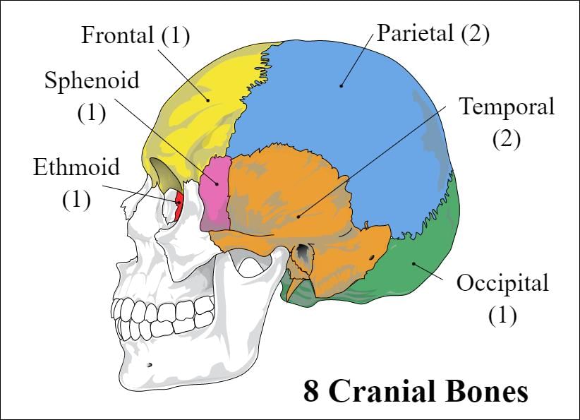 Skull bones