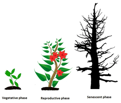 Phases of Life