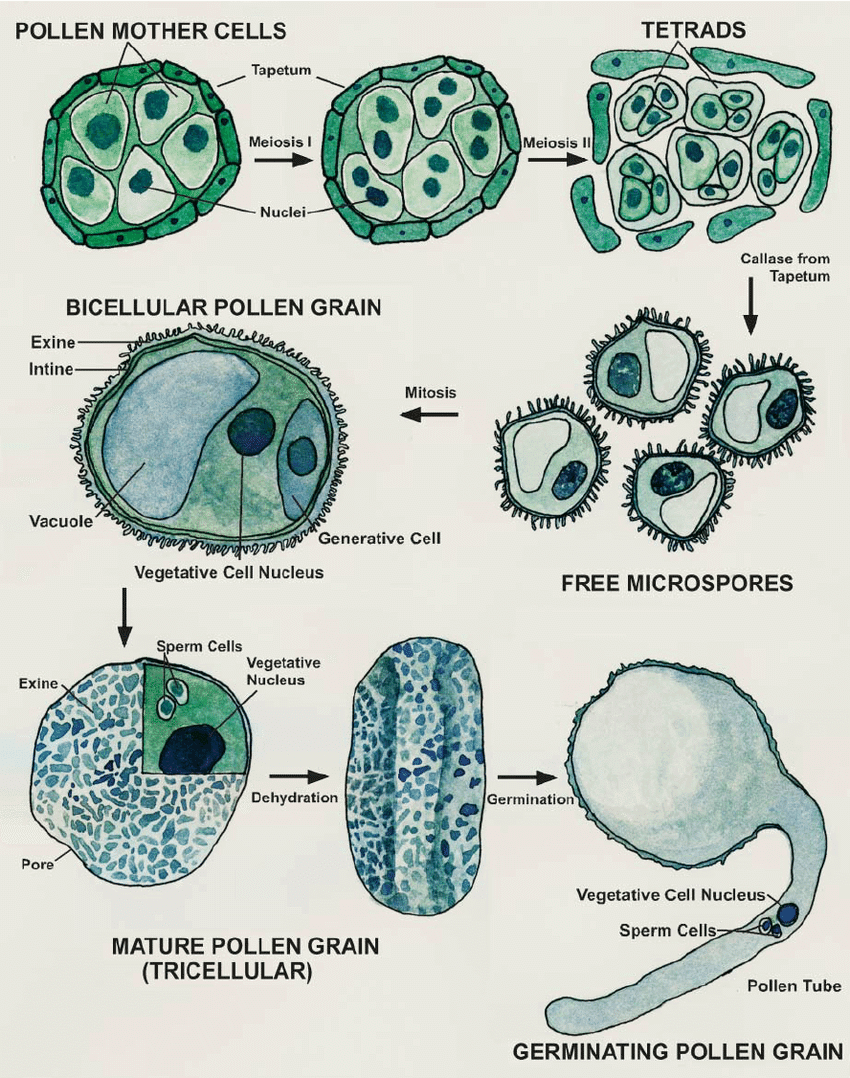 Scheme of Microsporogenesis