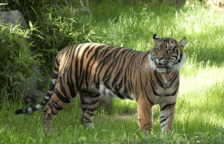 NCERT Solutions for Class 10 English First Flight Chapter 3 - A Tiger in the Zoo