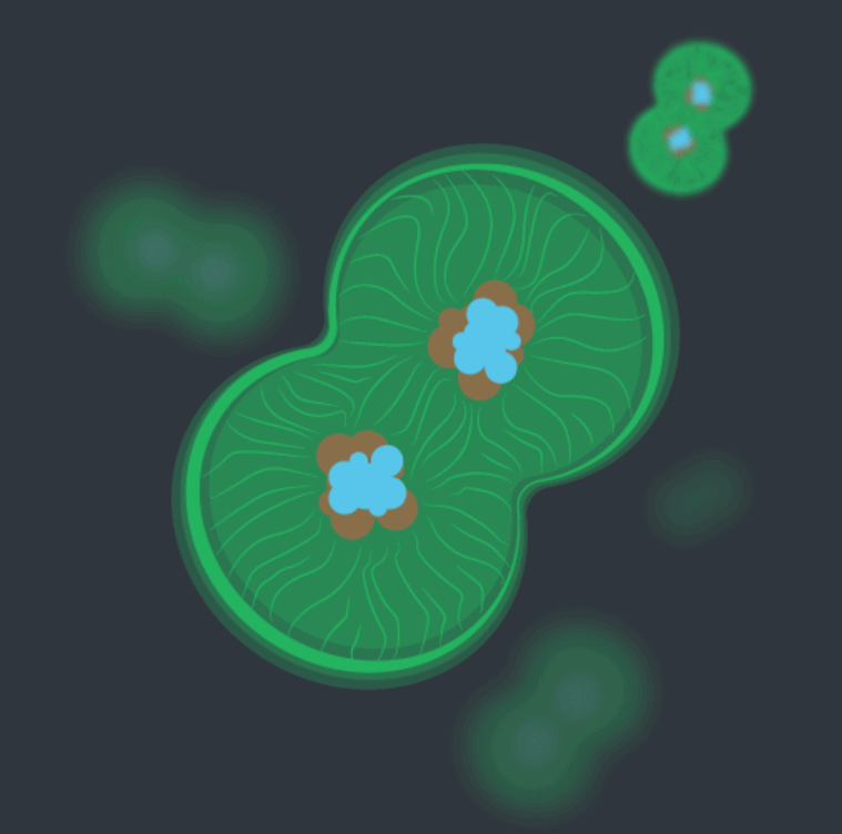 Cell division
