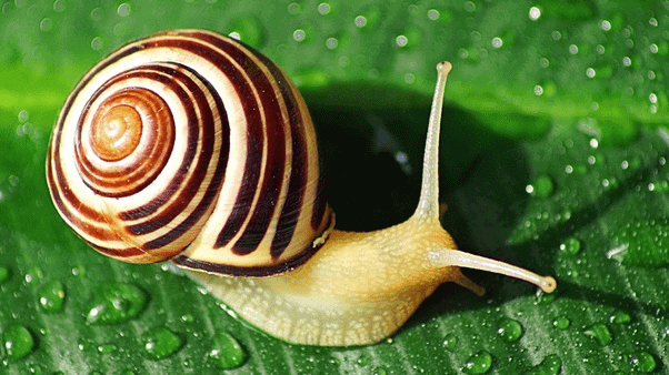 Phyla - Arthropoda & Mollusca - NEET