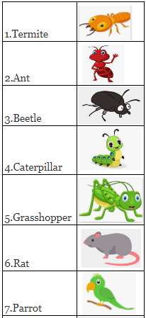 Poonam’s Day out NCERT Solutions | EVS for Class 3