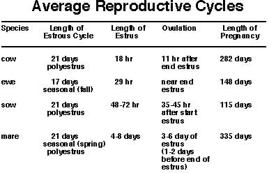 Estrus Cycle | Biology for Grade 12