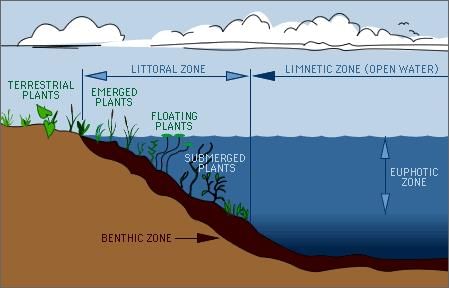Lake Ecology