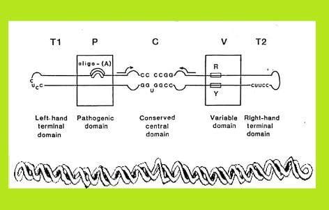 Structure of Viroids