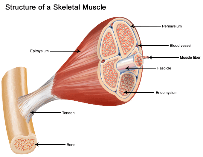 Muscles: Skeletal, Cardiac & Smooth Muscles | Biology Class 11 - NEET
