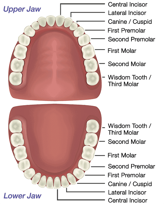 Tooth Chart