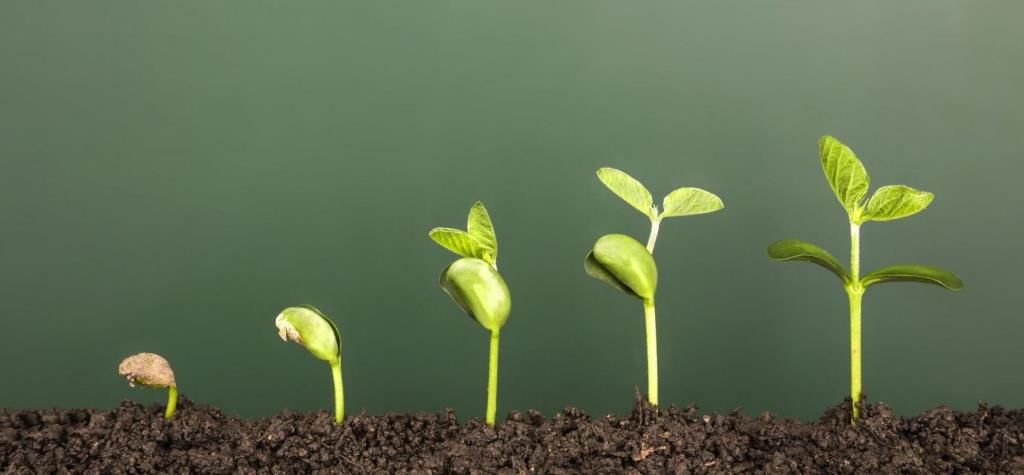 Growth in Plants