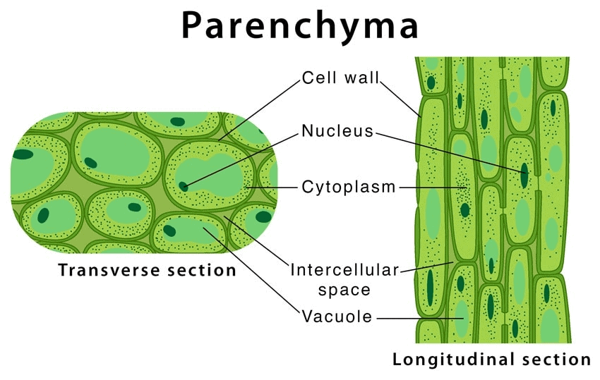 Chapter 6 - Tissue - Class 9