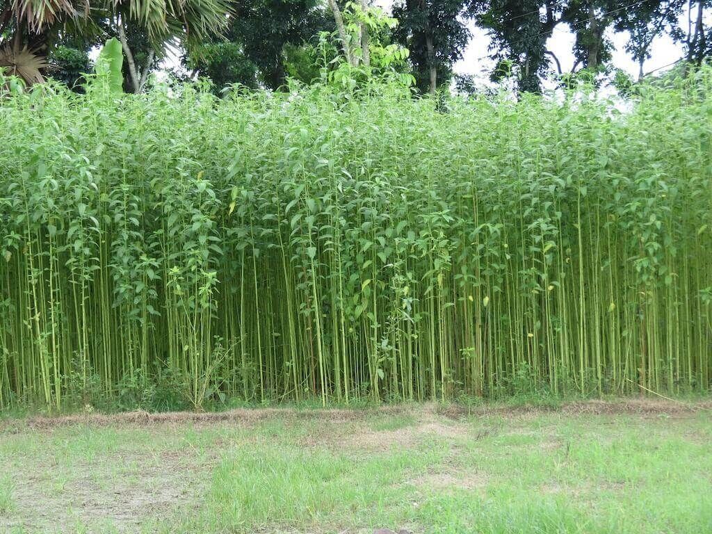 Class 10 Geography Chapter 4 Notes - Agriculture