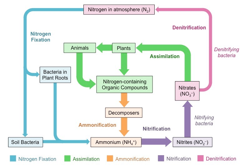 Nitrogen cycle
