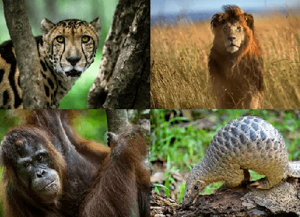 Class 10 Geography Chapter 2 Question Answers - Forest and Wildlife Resources (Deducted from CBSE 2021-22 examination)