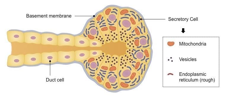 NCERT Solutions Class 11 Biology Chapter 22 - Chemical Coordination and Integration
