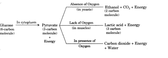 Class 10 Science: CBSE Sample Question Paper (2019-20) - 1 | Science Class 10