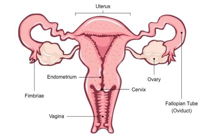 Fig: Female Reproductive system