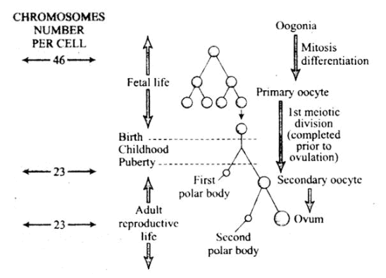 NCERT Exemplar: Human Reproduction | Biology Class 12 - NEET