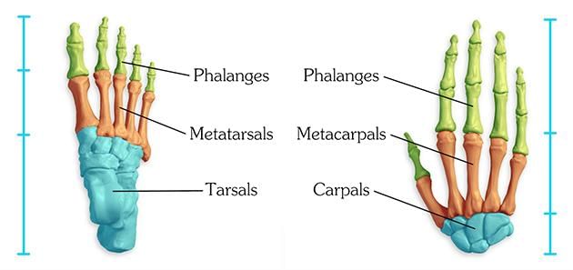 Foot and Hand Bones 