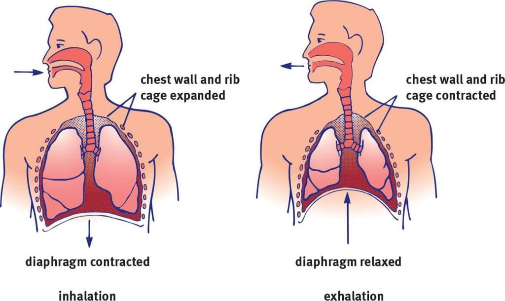 Inhalation and Exhalation