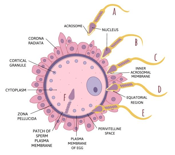 Penetration of Sperm