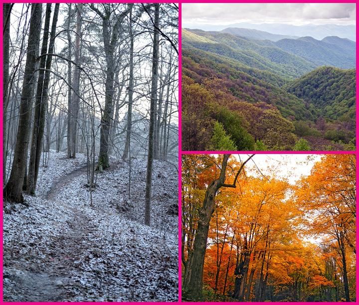 Temperate Deciduous Forest