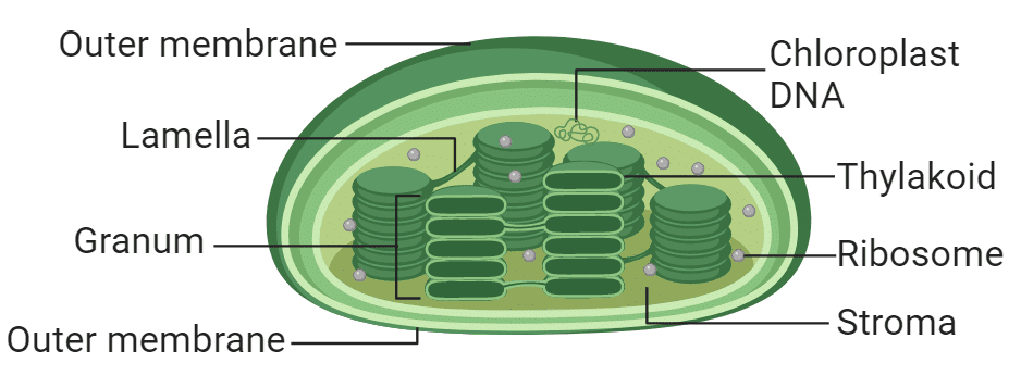 Plastids