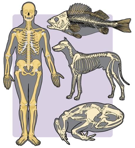 Endoskeletons