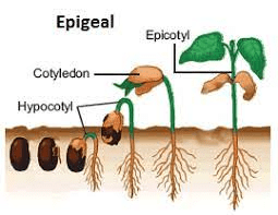Epigeal Germination