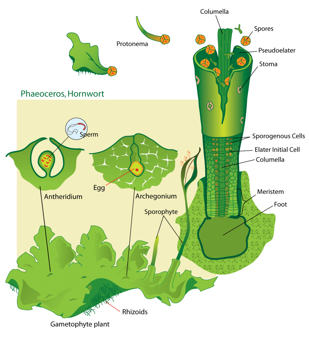 Anthocerotopsida