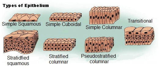 Animal Tissue - Structural Organisation in Animals, Biology, Class 11