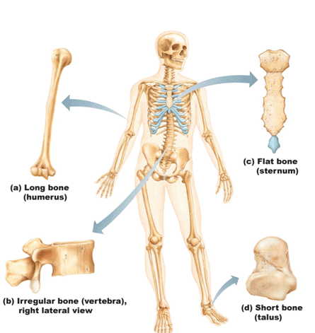 Fig: Classification of bones.