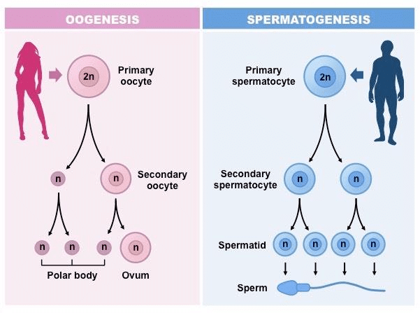 Gametogenesis