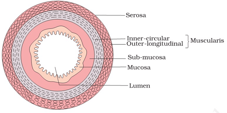 Walls of Alimentary canal