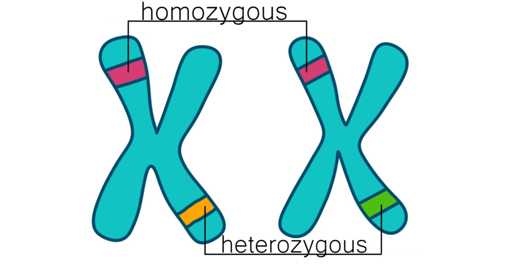 Homozygous and Heterozygous