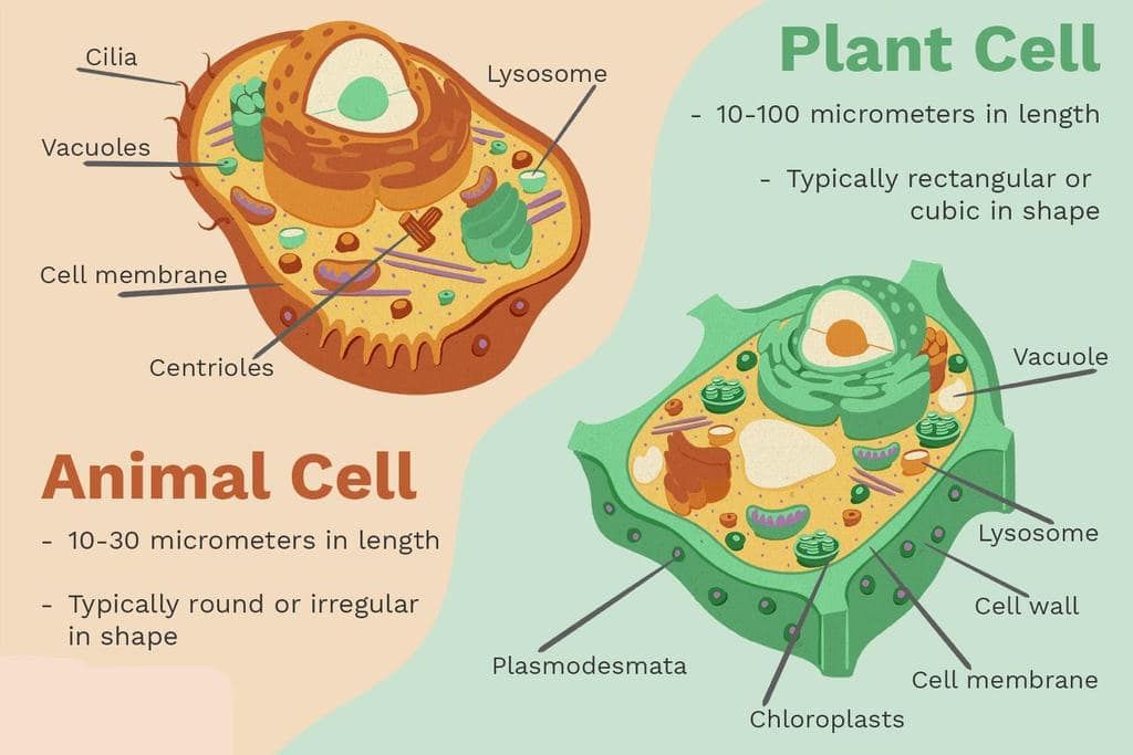 NCERT Summary: Summary of Biology - 1 | Science & Technology for UPSC CSE
