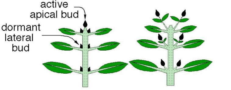 Bud Dormancy