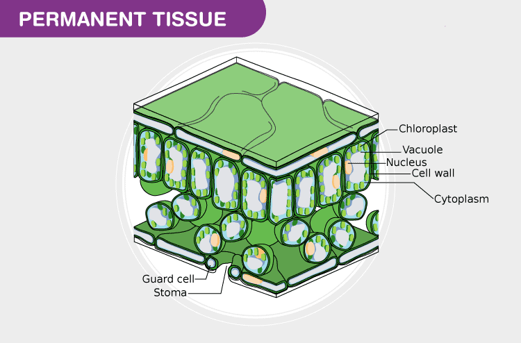 Chapter 6 - Tissue - Class 9