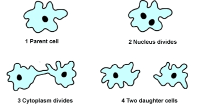 Example of Asexual Reproduction