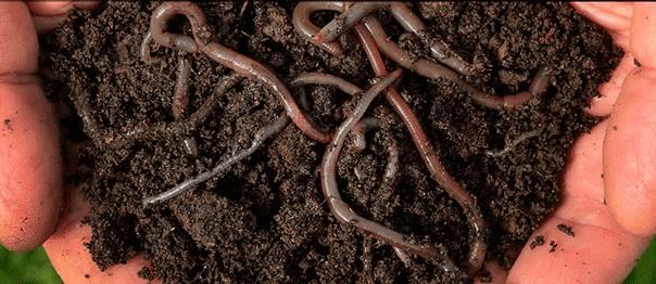 Vermicomposting