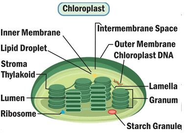 Life Processes Class 10 Notes Science Chapter 5