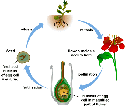 Summary: Sexual Reproduction in Flowering Plants | NCERT Exemplar & Revision Notes for NEET