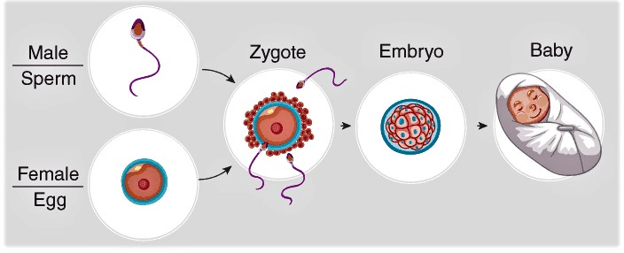 Reproduction in Human Beings | Biology for Grade 10
