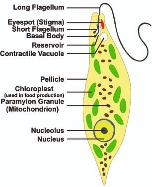 Structure of Euglenoid